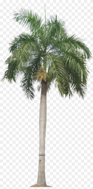 Transparent Background Palm Tree Png Download