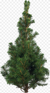 Artificial Christmas Tree Png Pic Scots Pine Christmas