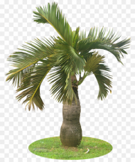Garden Palm Tree Png Transparent Png