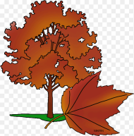 State Tree of Rhode Island Red Maple Tree