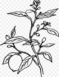 Lemon Tree Plant Black and White Hd Png