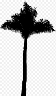 Black Palm Tree Png Transparent Png