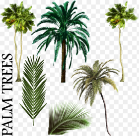 Palm Tree Vector Png Palmiye Aac Karm Psd