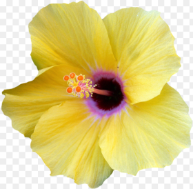 Transparent Hibiscus Border Png Yellow Transparent Hibiscus Flower