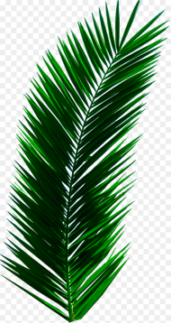 Plant Leaves Palm Tree Green Nature Aesthetic Palm