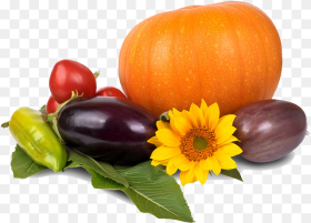 Thanksgiving Pumpkin Png Image Fruit and Vegetables Free
