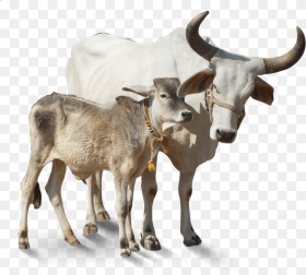 Indian Cow Image Png Transparent Png