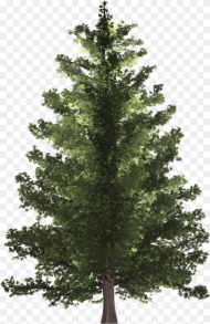 Transparent Tree Section Png Pine Tree Hd Png