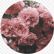 Aesthetic Roses Tumblr Overlay Circle Cute Pink Interes