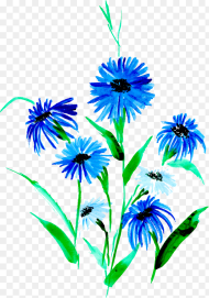 African Daisy Hd Png Download