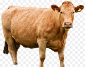 Cow Png Image Kupon Pembagian Daging Kurban Transparent