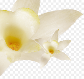 Fat Vanilla Artificial Flower Hd Png