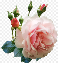 Rose Flower Buds Fragrant Perfume Garden Nature Rose