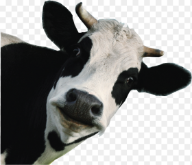 Dairy Cow White Background Png Download Funny Cow