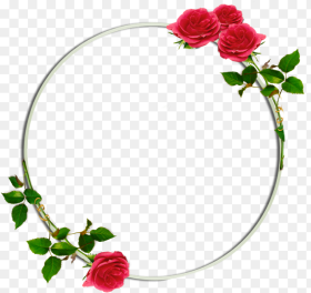Circle  Floral Flowers Roses Rose Redrose Hd