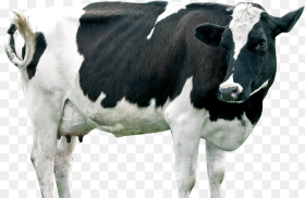 Dairy Cattle Hd Png Download