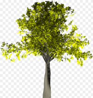 Transparent Willow Tree Png Plane Png Download