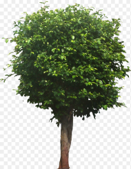 Transparent Ficus Tree Png Tree Png Download