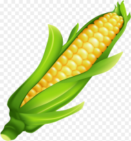 Milho Ear of Corn Ears of Corn Food