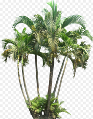 Small Palm Tree Png Transparent Png