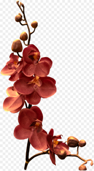 Orchid Flower Png