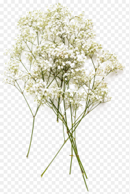 Baby S Breath Flowers Png Image Download Babys