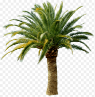 This Png File Is About Stew Verger Palm