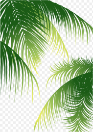 Euclidean Arecaceae Coconut Material Coconut Leaves Vector Png