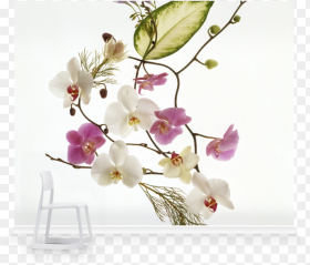 Delicate Flowers Hd Png
