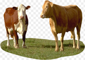 Dairy Cow Hd Png Download 