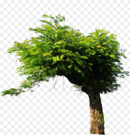 Tree Png for Picsart Png Download Tree Stock