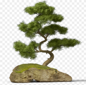 Transparent Bonsai Clipart Bonsai Tree Png Download