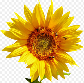 Sun Flower Png