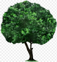 Crop Tree Png Tree Picsart Transparent Png