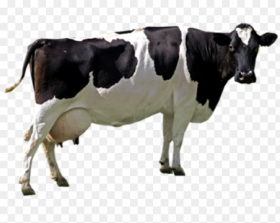 Black White Cow Png Image Cow Png Transparent