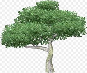 Free Image of Tree Png Download Large Tree