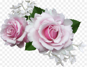 Rose Pink With White Flower Pink and White