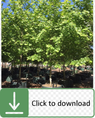 Platanus Acerifolia Tree Growth Rate Hd Png Download