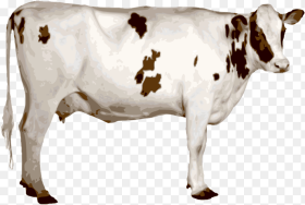 Cows Clipart Prize Indian Cow Image Png Transparent