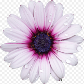Flower With No Background Hd Png
