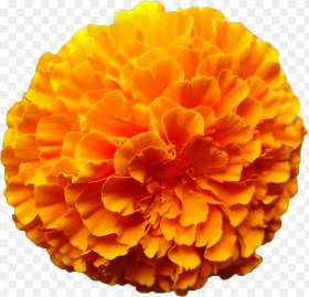 Clip Art Marigold Watercolor Zendu Flower Toran Png