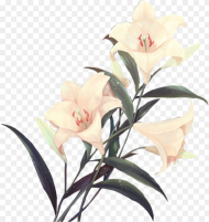 Flower Png I Used Most on My Edits