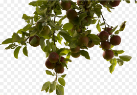 Apple Tree Png Real Tree Branch Png Transparent