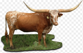 Texas Figure Ox Bull Cow Goat Texas Longhorn
