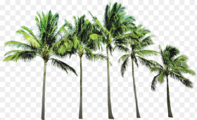 Transparent Palm Trees Png Coconut Tree Png File
