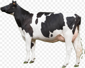 Cow Png Image Cow Png Transparent Png 