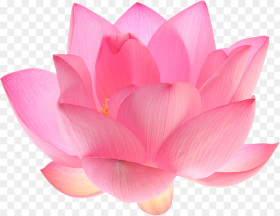 Indian Sacred Nelumbo Nucifera Pink Lotus Flower Png