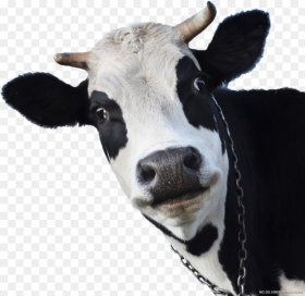 Transparent Cow Head Png Face of a Cow