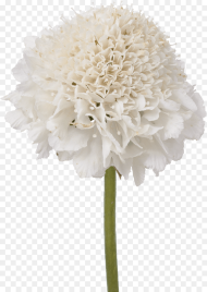 Vanilla Flower Png Artificial Flower Png