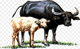 Cow Vector Buffalo Indian Buffalo and Calf Clipart